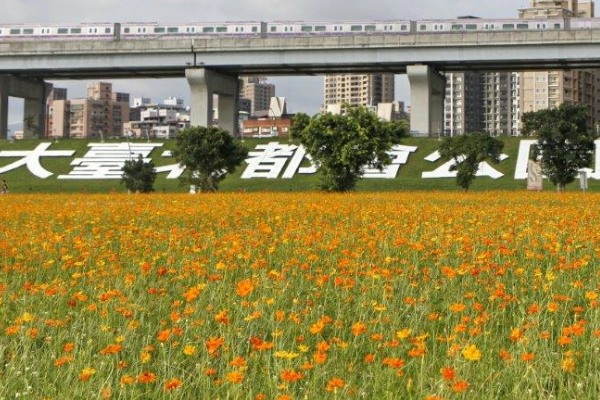 幸福水漾公园波斯菊免费采回家