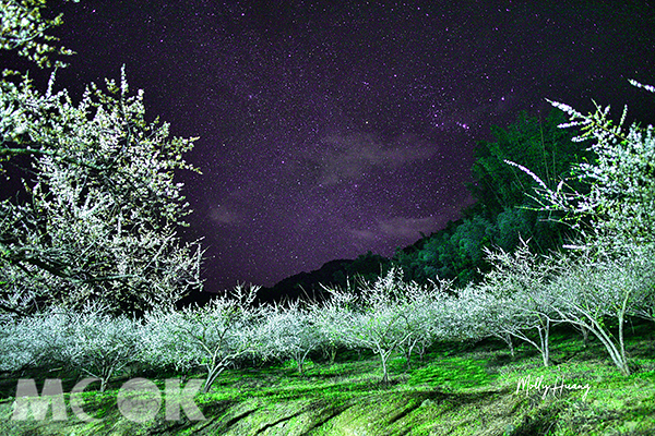 雪白花海夜晚更美丽秘境梅园赏花新热点