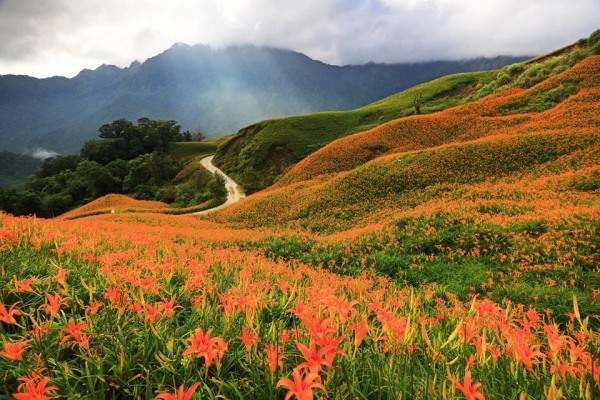 六十石山金针花季金黄花海绽放山坡