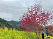 信义乡草坪头赏樱花 今年开始要收费 入园每人50元