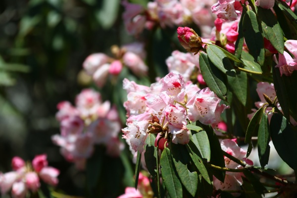 合欢山杜鹃花季满山遍野花海吸睛