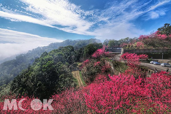 赏樱胜地樱花提早报到云雾中赏粉红花海