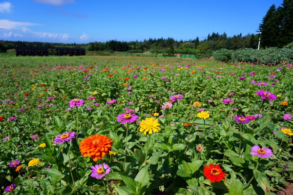 缤纷百日草盛开菊岛夏日花海登场