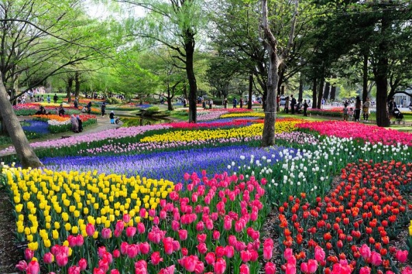 被花海包围全球12大绝美郁金香花园