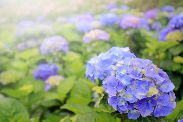 阳明山绣球花绽放缤纷花海美不胜收