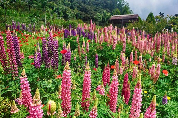 鲁冰花盛开福寿山农场花海缤纷