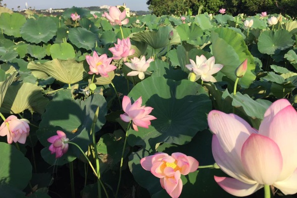 中社荷花季登场六顷花海展霸气