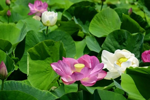 夏日赏莲去！白河莲花季登场