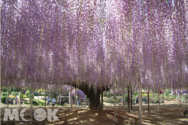 最美紫藤飨宴足利大藤祭展开