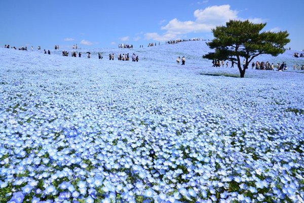 一望无际蓝色花海国营海滨公园的浪漫之春