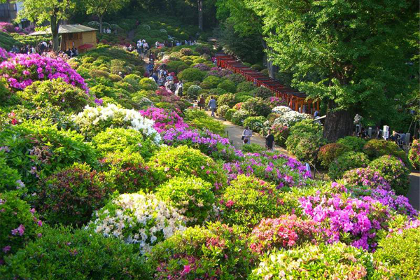 赏樱接着赏杜鹃！东京神社千朵绽放