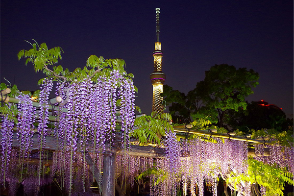 樱花开完看什么龟户天神社紫藤祭