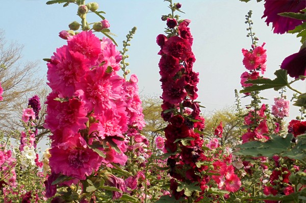 粉色缤纷一丈红台南学甲蜀葵花季
