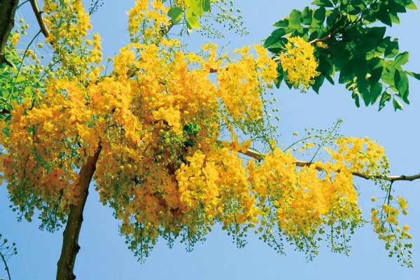 阿勃勒盛开全台5处赏花景点大公开