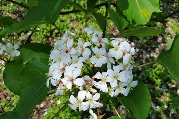 2016客家桐花祭全台同游森林赏花趣