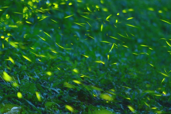 浪漫萤光海东势林场萤火虫季开跑