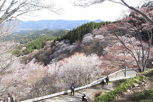 日本终极赏樱地必访奈良吉野山