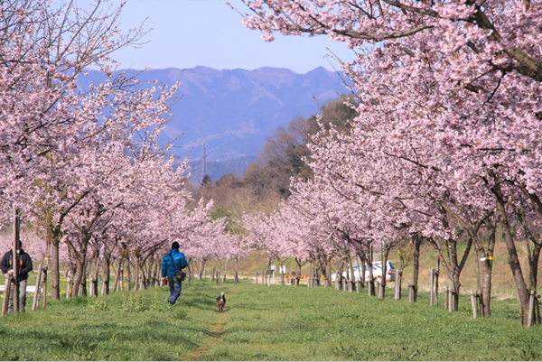 东京之外樱花美景坂户河津樱与樱花道绝美登场