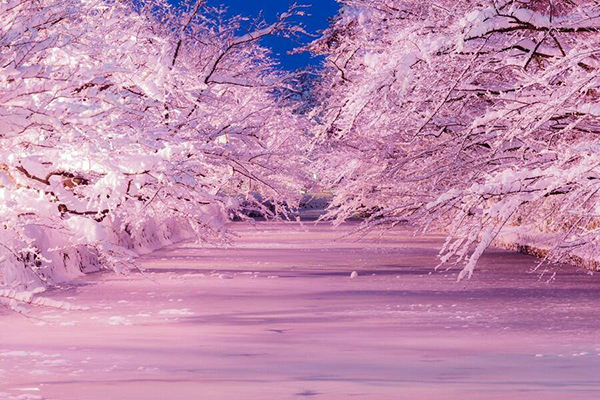 夜樱雪景美到不像真的日本梦幻绝景再+1