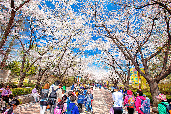 市区就能赏花首尔八大必访赏花地