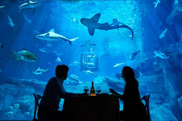 与鲨鱼共枕眠水族馆360度透明房免费入住