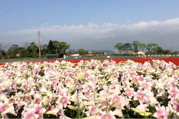 台中后里缤纷花海薰衣草一丈红百合争艳