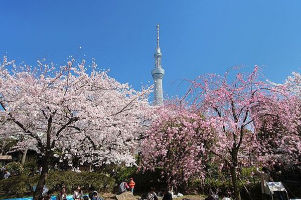 染上樱花色！东京晴空塔特殊点灯实施