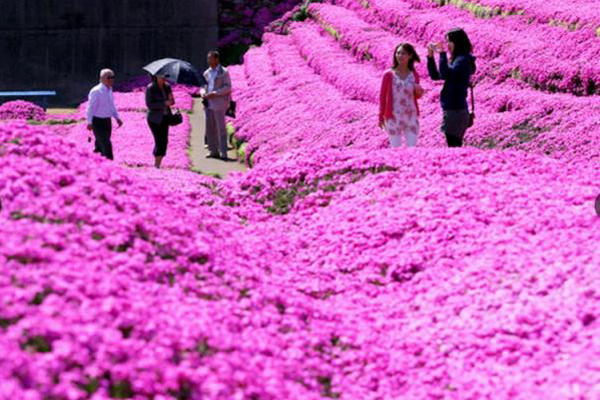 为妻种下粉红花毯日本最有爱的芝樱景点