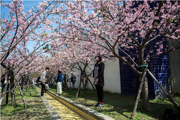 缤纷花卉开满山新竹赏花月登场