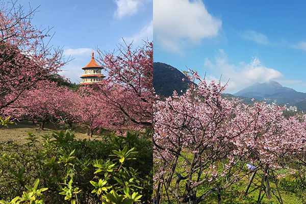 粉红花海盛开！两大赏樱名所提早迎接樱花季