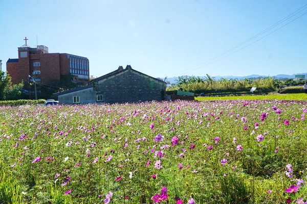 赏花不间断竹东六公顷花海花开正美