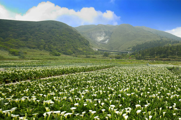 漫步海芋田精选六大浪漫步道