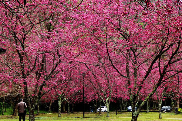 樱花满开全台最美停车场在奥万大