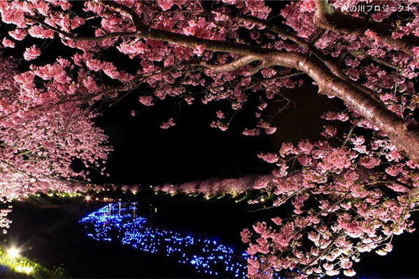 银河旁赏樱花！2016南伊豆流星夜樱季