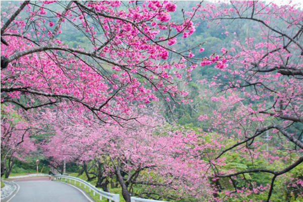 日本最早五大樱花祭做好笔记就出发