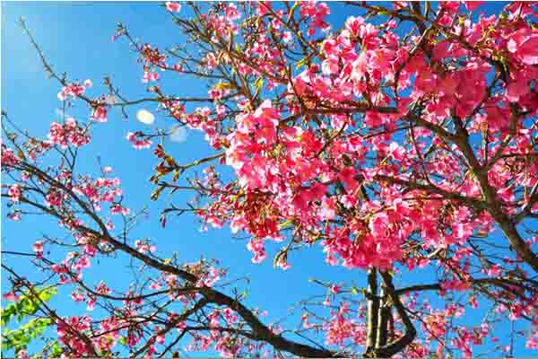 全台最大赏樱盛会九族樱花祭登场