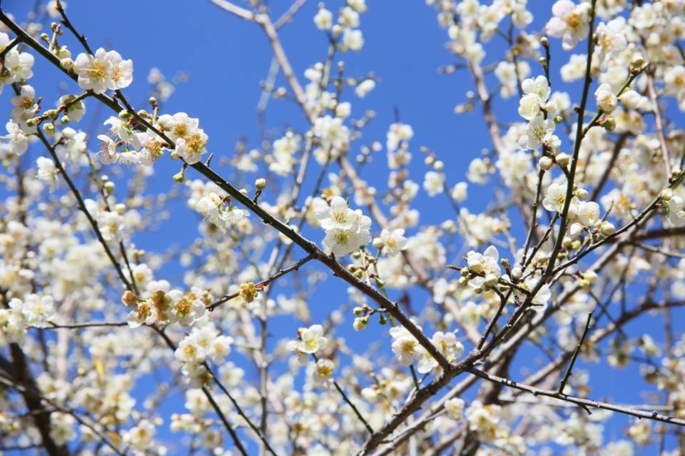 赏花泡汤趣万株梅花绽放如雪超浪漫