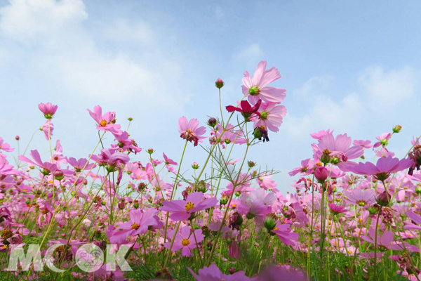 春节疯赏花苗栗30公顷花海盛开情报
