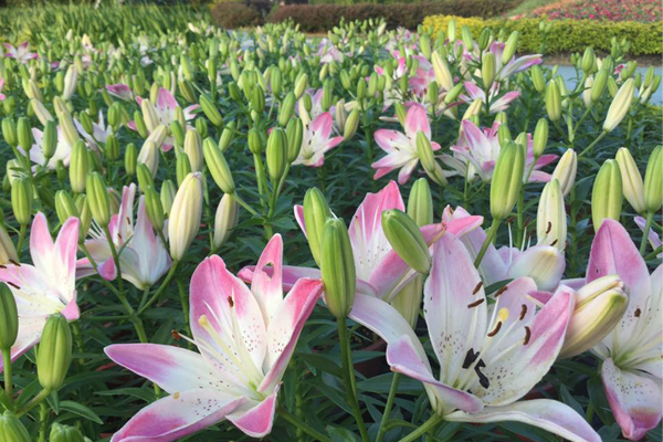 后里百合花海争艳周末免费开放