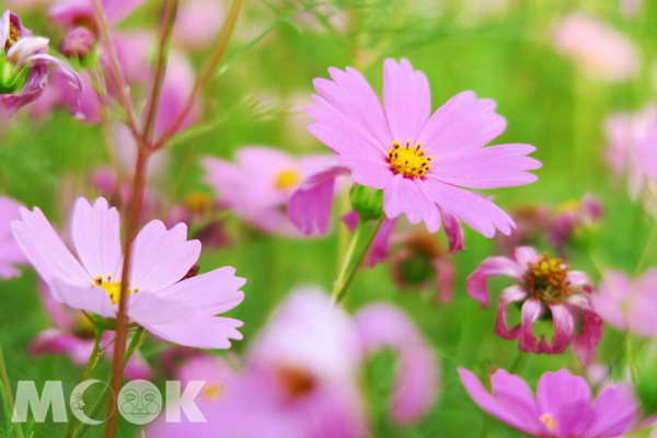 桃园花彩节登场太极花海新奇吸睛