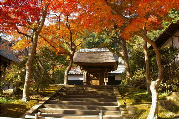 秋天玩镰仓8间寺庙赏红叶最好
