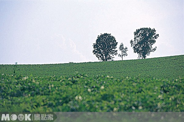 北海道知名景点亲子之木的小孩树倒了