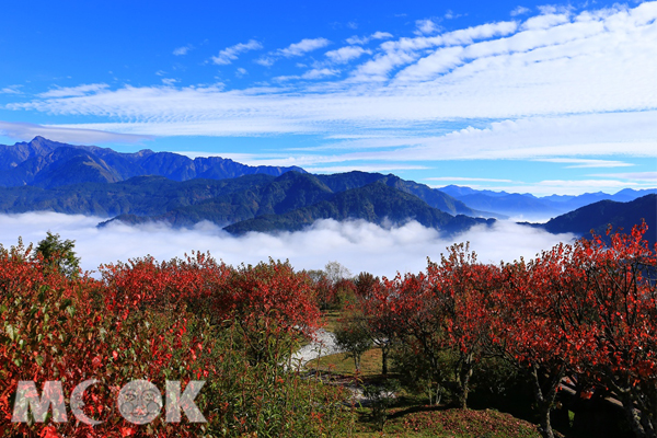 红叶季节阿里山5大赏枫秘境避人潮