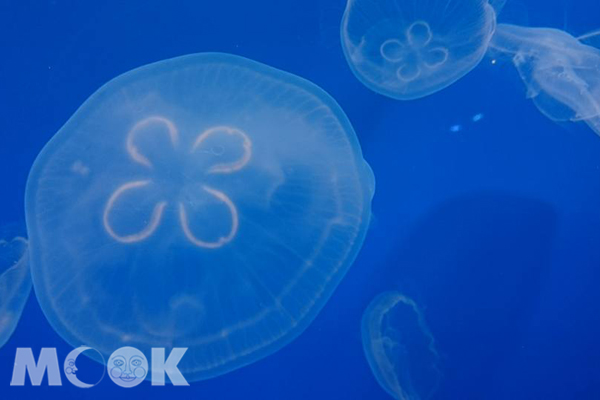疗愈满点！水母主题水族馆能看又能吃