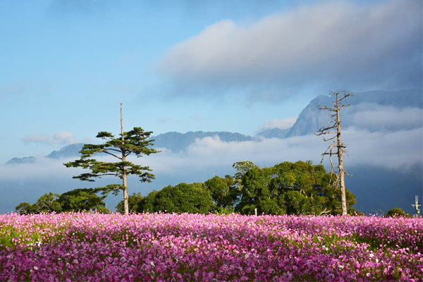 福寿山花海正盛波斯菊浪漫盛开