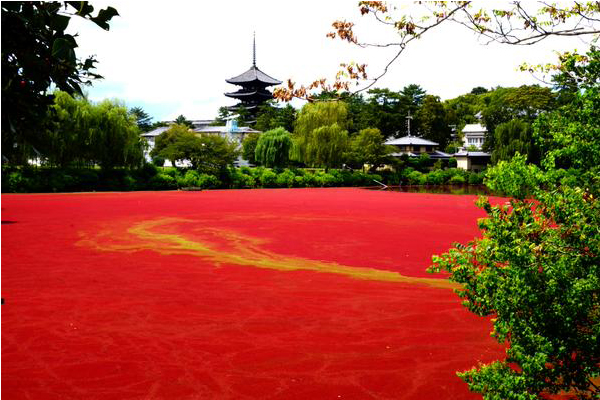 奈良公园惊现血池成另类奇异美景