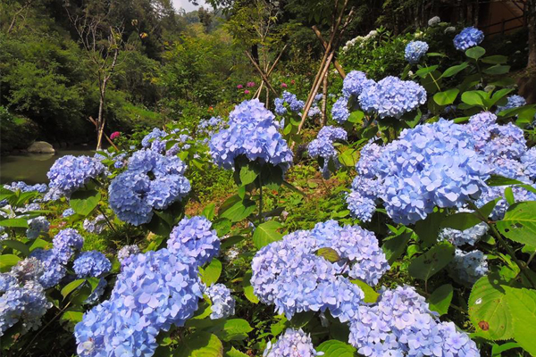 杉林溪绣球花争艳盛开享受缤纷森旅行