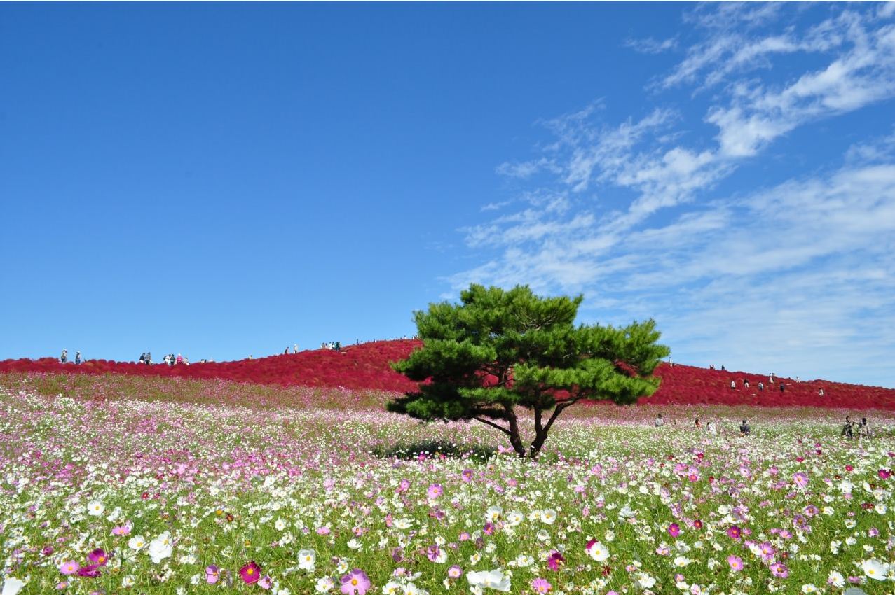 波斯菊季田野山岭遍地盛开
