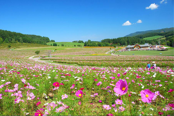 千万秋樱盛开波斯菊嘉年华登场