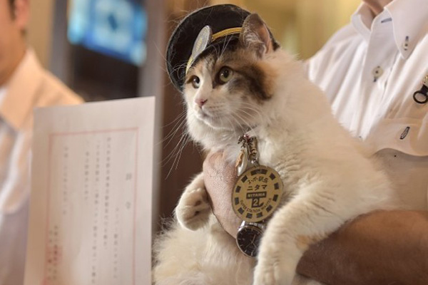 和歌山二代猫站长“二玉”上任